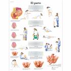 El parto, 4006866 [VR3555UU], Плакаты по беременности и родам