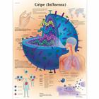  Gripe (Influenza), 4006883 [VR3722UU], Parasitas, Viral ou Infecção Bacteriana