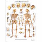 Lo scheletro umano, 1001963 [VR4113L], 骨骼系统