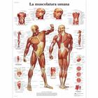 La muscolatura umana, 1001965 [VR4118L], 肌肉