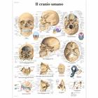 Il cranio umano, 1001973 [VR4131L], 骨骼系统