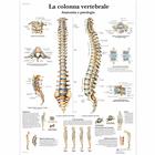 La colonna vertebrale, anatomia e patologia, 1001977 [VR4152L], Sistema Esqueletico