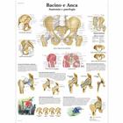 Bacino e Anca - Anatomia e patologia, 4006906 [VR4172UU], Sistema Esqueletico