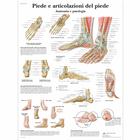 Piede e articolazione del piede, 1001987 [VR4176L], Sistema Esquelético