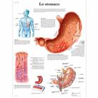 Lo stomaco, 1002047 [VR4426L], Emésztőrendszer