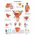 La prostata, 1002067 [VR4528L], Sistema urinário