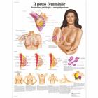 Il petto femminile, 1002077 [VR4556L], Плакаты по гинекологии