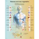 Sistema nervoso vegetativo, 1002083 [VR4610L], Cerebro y sistema nervioso