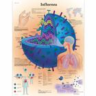  Influenza, 1002112 [VR4722L], Paraziták, vírusok és bakteriális fertőzések