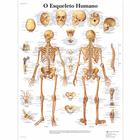 O Esqueleto Humano, 50x67 cm, Laminado, 1002137 [VR5113L], 骨骼系统