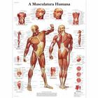 A Musculatura Humana, 50x67 cm, Laminado, 1002139 [VR5118L], 肌肉