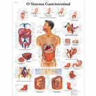 O Sistema Gastrintestinal, 1002161 [VR5422L], 消化系统