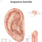 Ear Acupuncture - portuguese, 4007020 [VR5821UU], 模型