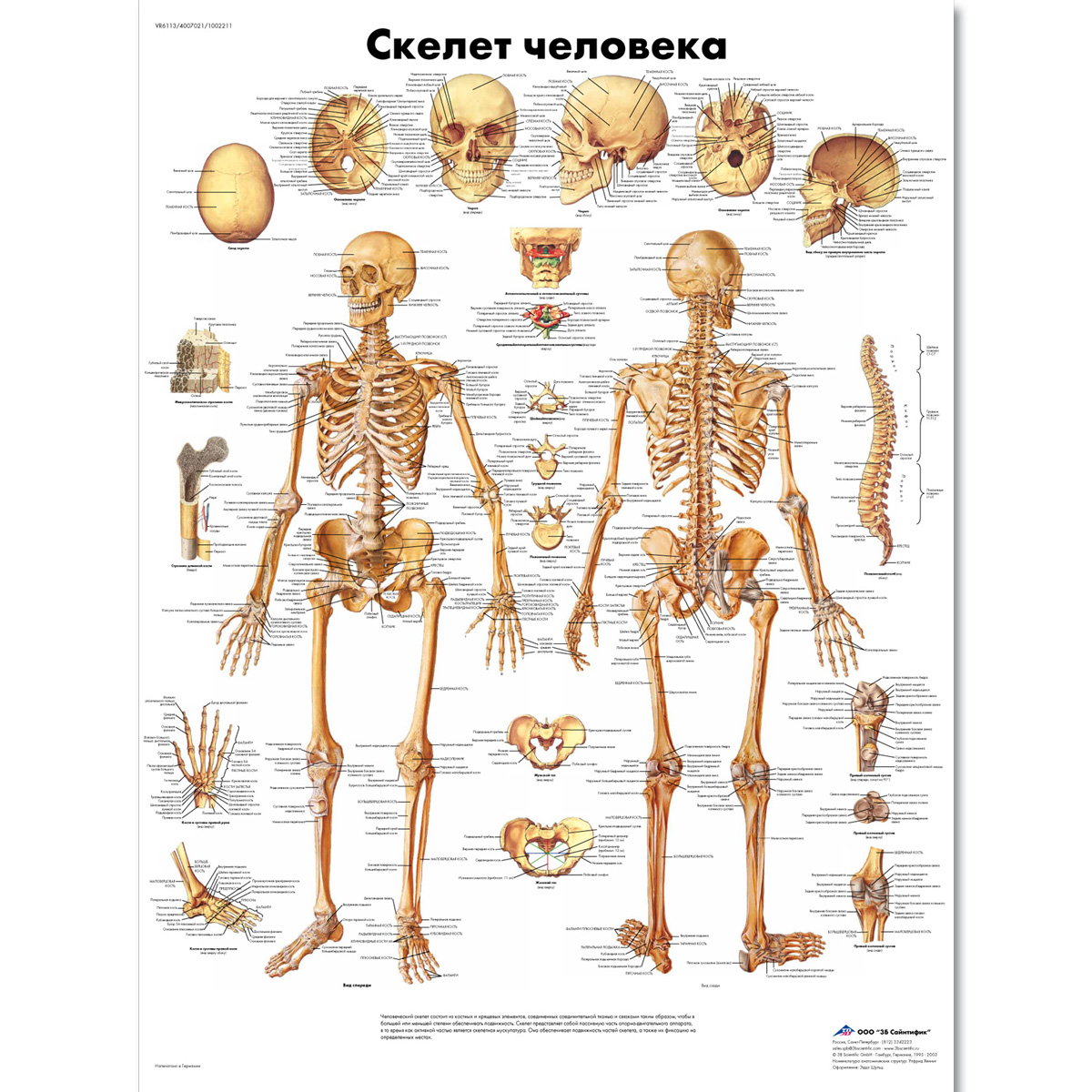 Медицинский плакат 