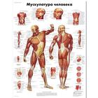 Human Muscle Chart, 1002213 [VR6118L], 肌肉