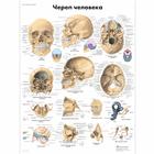 Анатомический плакат "Череп человека", 1002221 [VR6131L], Плакаты по опорно-двигательному аппарату человека