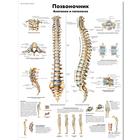 Spinal Column Chart, 1002222 [VR6152L], 骨骼系统