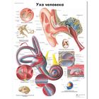Медицинский плакат "Ухо человека", 1002241 [VR6243L], Oreille, nez et gorge
