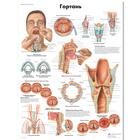 Медицинский плакат "Гортань", 1002243 [VR6248L], Los órganos del habla
