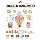Медицинский плакат "Зубы человека", 1002251 [VR6263L], Dientes