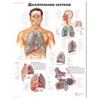 Медицинский плакат "Дыхательная система", 1002257 [VR6322L], Sistema Respiratorio
