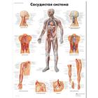 Медицинский плакат "Сосудистая система человека", 1002270 [VR6353L], Système circulatoire
