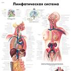 Медицинский плакат "Лимфатическая система", 1002282 [VR6392L], Sistema linfático
