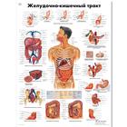 Медицинский плакат "Желудочно-кишечный тракт", 1002284 [VR6422L], Плакаты по пищеварительной системе