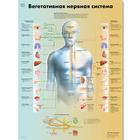 Медицинский плакат "Вегетативная нервная система", 1002323 [VR6610L], Cerebro y sistema nervioso