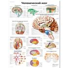 Медицинский плакат "Мозг человека", 1002325 [VR6615L], Cerebro y sistema nervioso