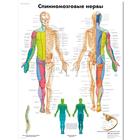 Медицинский плакат "Спинномозговые нервы человека", 1002329 [VR6621L], Плакаты по мозгу и нервной системе
