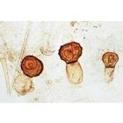 Fungi and Lichen - Portuguese Slides, 1003894 [W13013P], 葡萄牙语