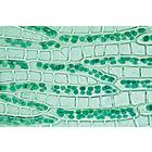Bryophyta (Liverworts and Mosses) - Portuguese Slides, 1003898 [W13014P], 葡萄牙语