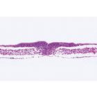 Chicken Embryology (Gallus domesticus) - German Slides, 1003952 [W13028], Microscope Slides LIEDER