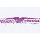 Chicken Embryology (Gallus domesticus) - Portuguese Slides, 1003954 [W13028P], Microscope Slides LIEDER