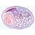 Embriologia do porco (Sus scrofa) - Alemão, 1003956 [W13029], Preparados para microscopia LIEDER (Small)
