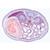 Pig Embryology (Sus scrofa) - French, 1003957 [W13029F], 法语 (Small)