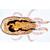 Arachnoidea and Myriapoda - English Slides, 1003964 [W13034], 显微镜载玻片 (Small)