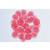 Embriologia de Ouriço-do-mar (Psammechinus miliaris) - Inglês, 1003984 [W13055], Preparados para microscopia LIEDER (Small)