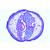 The Ascaris megalocephala Embryology - Portuguese, 1013482 [W13087], Divisions cellulaires (Small)