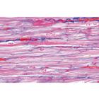 Respiratory and Circulatory System - German Slides, 1004102 [W13313], 显微镜载玻片