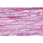 Respiratory and Circulatory System - Spanish, 1004105 [W13313S], Microscope Slides LIEDER