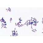 Pathogenic Bacteria - French, 1004147 [W13324F], 法语