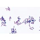 Pathogenic Bacteria - Portuguese, 1004148 [W13324P], 葡萄牙语