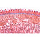Digestive System - English Slides, 1004239 [W13414], Microscope Slides LIEDER