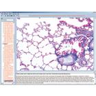 Biology Software