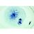 Mitosis and Meiosis Set I, 1013468 [W13456], Divisions cellulaires (Small)