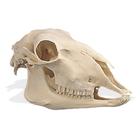 Dog Skeleton (Canis lupus familiaris), Size M, Specimen - 1020988 -  T300091M - Predators (Carnivora) - 3B Scientific