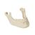 ORTHObones maxillaire inférieur avec dents, 1005116 [W19120], 3B ORTHObones Premium (Small)