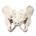 ORTHObones Full Pelvis with Sacrum, 1018096 [W19152], 3B ORTHObones, prémium